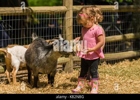 Kleinkind Mädchen Fütterung Heu an eine nigerianische Pygmy goat bei Fox Hollow Farm in der Nähe von Issaquah, Washington, USA. Zwergziegen sind von Natur aus nicht aggressiv, sondern sind Stockfoto