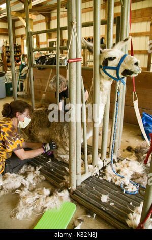 Llama (Grau Kerl) in einer Schute von zwei Frauen (Barbara und Camille) auf einer Farm im westlichen Washington, USA Abscherens Stockfoto