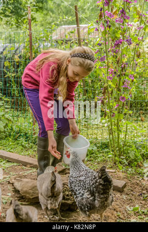 Mädchen Fütterung Legbar und Silber - geschnürte Wyandotte Hühner in einem chicken Pen im westlichen Washington, USA Stockfoto