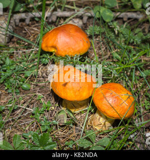 Berg Pilze. Steinpilze Elegans (Suillus Grevillei) oder Lärche Bolete im Wald. Alpine Underwood. Stockfoto