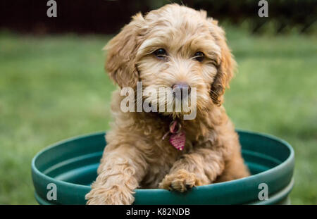 8 Woche alt Goldendoodle Welpen 'Bella' in einen leeren Blumentopf sitzen, unsicher, wie sie in Issaquah, Washington, USA Stockfoto