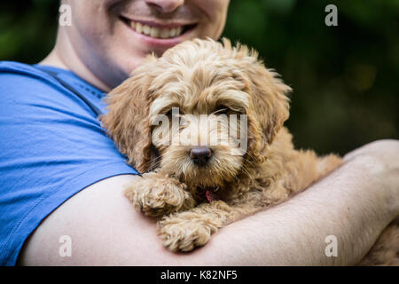 20 etwas Mann seine acht Wochen alten Goldendoodle Welpen 'Bella' Holding in Issaquah, Washington, USA Stockfoto