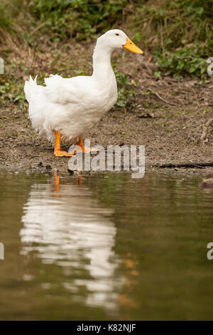 Pekin Ente im Hermann Park in Houston, Texas, USA. Die amerikanische Pekin Ente, Pekin Ente, oder Long Island Ente, ist eine Rasse von domestizierten Ente verwendet Pri Stockfoto