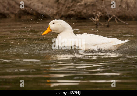 Pekin Ente baden in einem Teich im Hermann Park in Houston, Texas, USA. Die amerikanische Pekin Ente, Pekin Ente, oder Long Island Ente, ist eine Rasse der inländischen Stockfoto