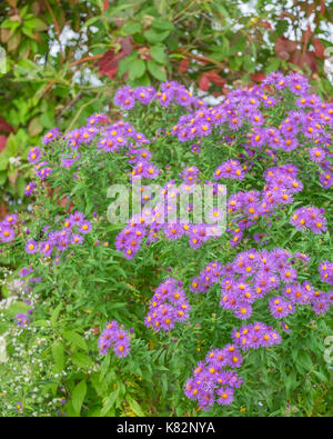 Wild New England Asters (Symphyotrichum novae-angliae), wachsen auf einem Pfad in Tudhope Park in der Nähe von Ontario, Kanada Orillia. Stockfoto