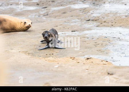 Sea Lion Pup mit Mama aufpassen Stockfoto