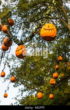 Mehrere lächelnden Kürbis Jack o'Lantern Dekorationen hoch von Bäumen für Halloween in Busch Gardens, Virginia hängen. Stockfoto