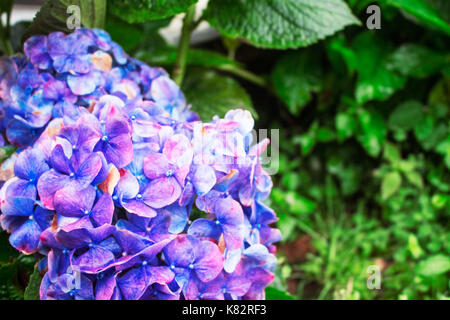 Lila Blüten mit erfrischenden in der Regenzeit. Stockfoto