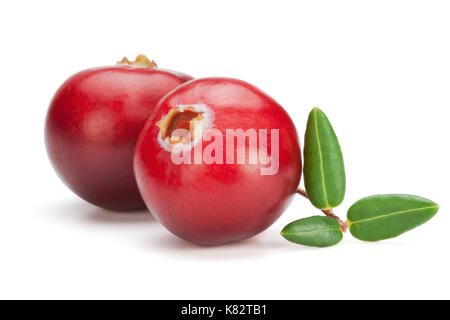 Nahaufnahme von roten Cranberries mit Blättern, auf weißem Hintergrund, clipping path enthalten. Stockfoto