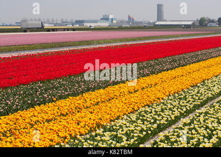 Tulpenfelder in den Niederlanden Stockfoto