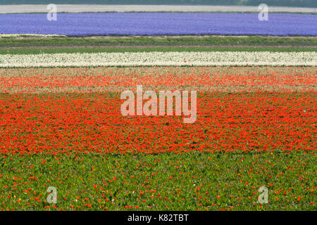 Tulip Felder in den Niederlanden Stockfoto