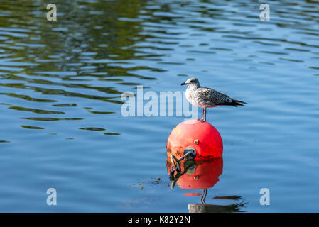 Juvenile gull stehen auf orange Mooring in ruhigen Meer. Stockfoto