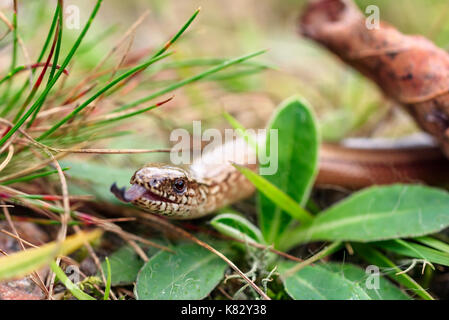 Auch die Nahaufnahme des slowworm, wie blindworm bekannt (Anguis fragilis), um eine beinlose Echse auf Waldboden. Konzentrieren Sie sich auf die Augen. Stockfoto