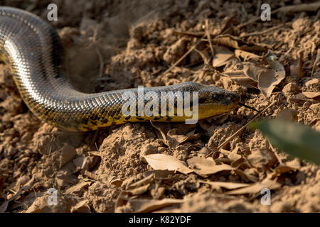 Gelbe Anaconda auf der Transpantaneira Straße Stockfoto