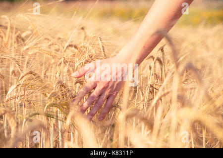Foto von der Hand des Menschen mit Roggen ährchen im Feld während des Tages Stockfoto