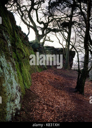 Anzeigen NW aus Sandstein Felswand SE von Merlins Gut auf Alderley Edge bewaldeten Böschung, Cheshire: eine Landschaft reich an Mythen und Legenden. Stockfoto