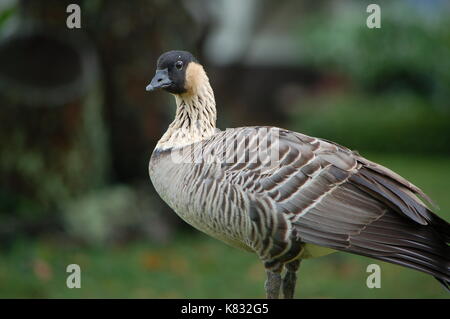 Nene Vogel in Kauai Stockfoto