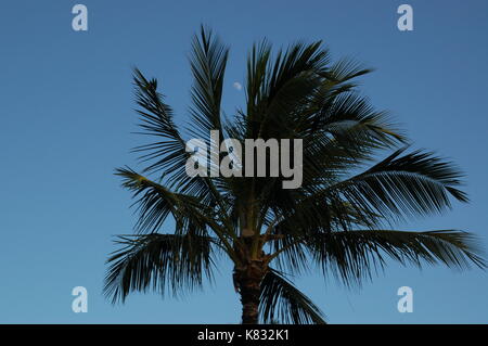 Palmen wiegen sich im Wind Stockfoto