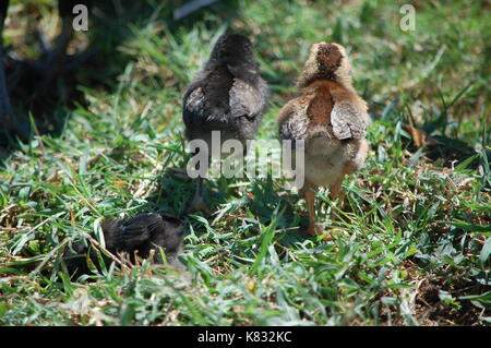 Zwei Küken wandern in Kauai Stockfoto