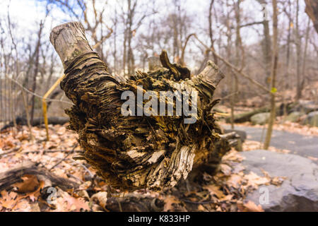 Scharfe Ende einer im Winter bei Prospect Park in Brooklyn New York gefallen Stockfoto