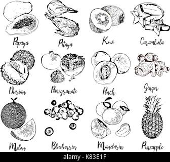 Sammlung von Früchten und Beeren in der Hand Grafik gezeichnet. Stock Vektor