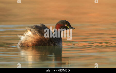 Eine Australasian Grebe, Tachybaptus novaehollandiae, Schwimmen in einem outback Wasserloch Stockfoto