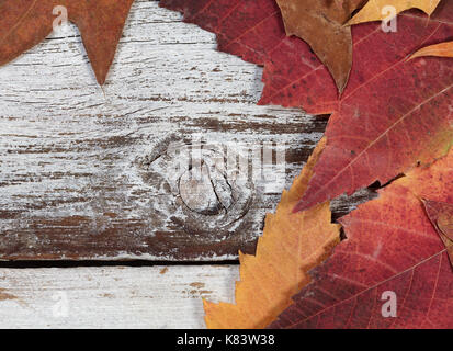 Fading Herbst Laub auf rustikalen weißem Holz Stockfoto