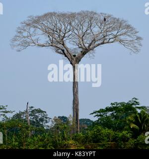 Eine extrem hohe lupuna Baum (chorisia insignis), Tambopata National Reserve, Madre de Dios Provinz, Amazonas, Peru Stockfoto