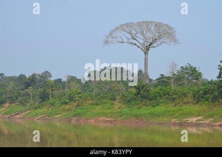 Eine extrem hohe lupuna Baum (chorisia insignis), Tambopata National Reserve, Madre de Dios Provinz, Amazonas, Peru Stockfoto