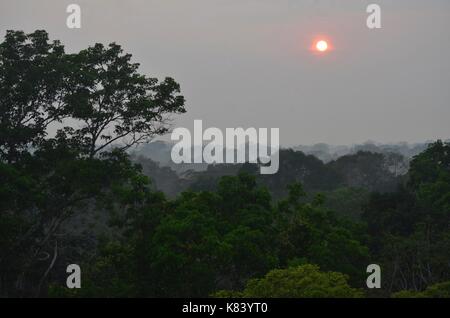 Pflanzen und Bäume des Amazonas Vordach. Tambopata Fluss, Madre de Dios, Peru Stockfoto