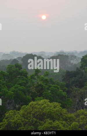 Pflanzen und Bäume des Amazonas Vordach. Tambopata Fluss, Madre de Dios, Peru Stockfoto