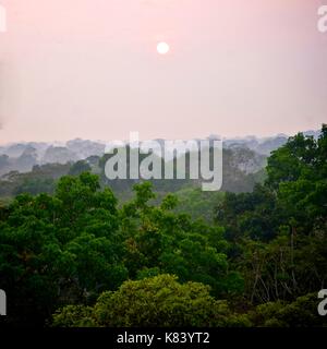 Pflanzen und Bäume des Amazonas Vordach. Tambopata Fluss, Madre de Dios, Peru Stockfoto