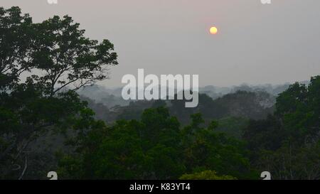 Pflanzen und Bäume des Amazonas Vordach. Tambopata Fluss, Madre de Dios, Peru Stockfoto