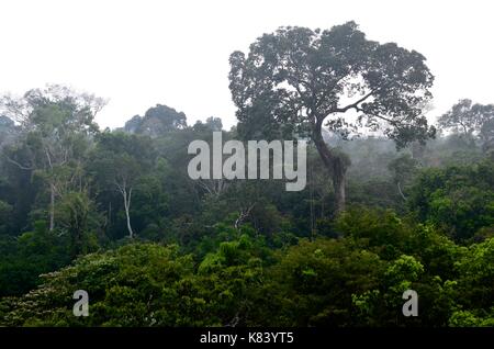 Pflanzen und Bäume des Amazonas Vordach. Tambopata Fluss, Madre de Dios, Peru Stockfoto