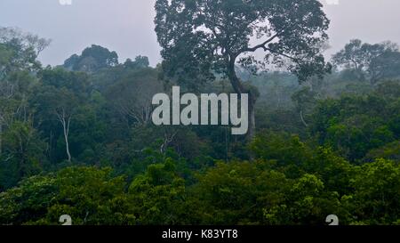 Pflanzen und Bäume des Amazonas Vordach. Tambopata Fluss, Madre de Dios, Peru Stockfoto