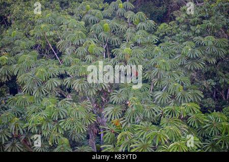 Pflanzen und Bäume des Amazonas Vordach. Tambopata Fluss, Madre de Dios, Peru Stockfoto