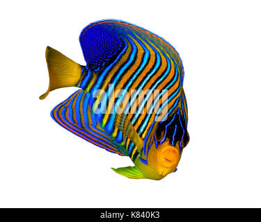 Regal Angelfish auf weißem Hintergrund Stockfoto