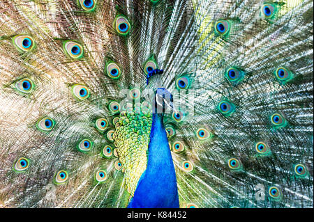 Pfauenfedern Paarung ist eine männliche Pfau seine Federn und Daunen Verbreitung in einem vollen auf balztanz. Stockfoto