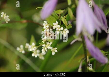 Bumble Bee bestäuben Blumen Stockfoto