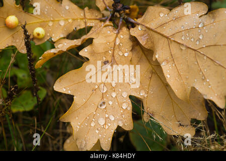 Wassertropfen auf den Herbst Eichenlaub closeup selektiven Fokus Stockfoto