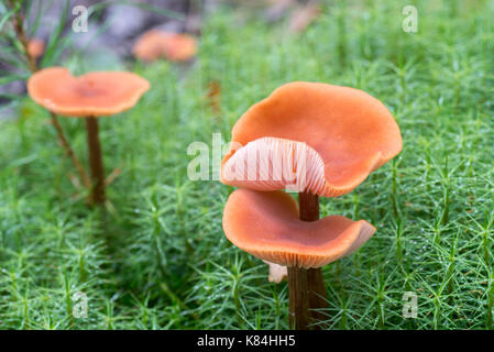 Kleine Pilze in Moosigen Hintergrund Stockfoto