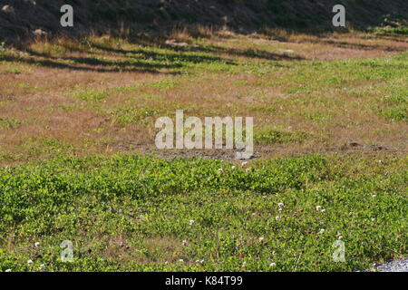 Unsortierte Bilder im Querformat (in Arbeit) Stockfoto