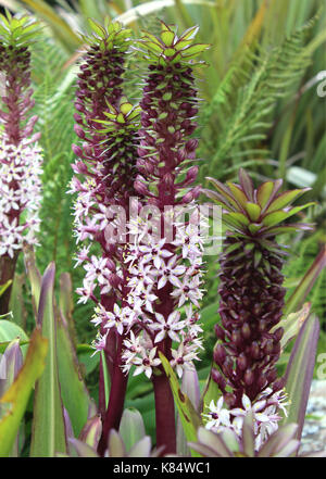 Die ungewöhnliche rosa Blütenstände der Südafrikanischen pflanze Eucomis comosa, auch als die Ananas Blume oder Ananas Lily bekannt. Stockfoto