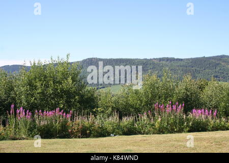 Unsortierte Bilder im Querformat (in Arbeit) Stockfoto