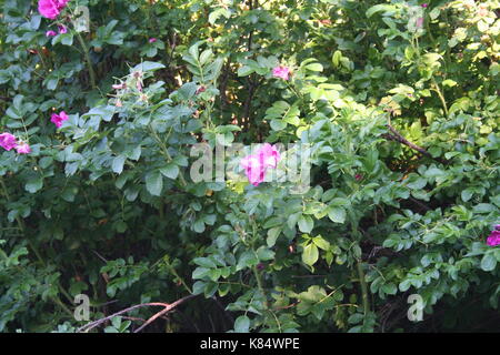 Unsortiert Anlage Bilder (in Arbeit) Stockfoto