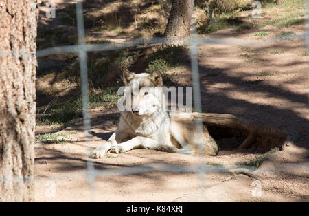 Ein wolf in einem wahren ion Colorado. Canus Lupus Stockfoto