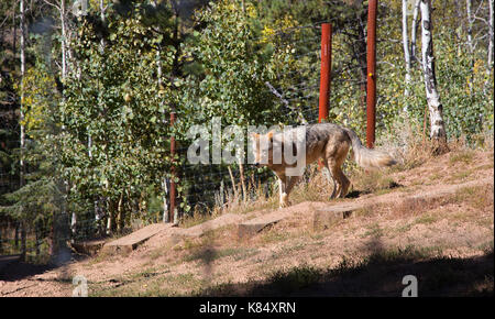 Ein wolf in einem wahren ion Colorado. Canus Lupus Stockfoto