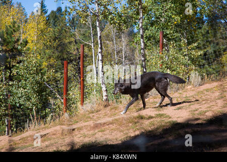 Ein wolf in einem wahren ion Colorado. Canus Lupus Stockfoto