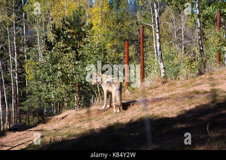 Ein wolf in einem wahren ion Colorado. Canus Lupus Stockfoto