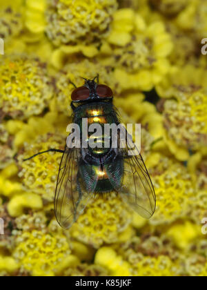 Grüne Metallic-Fliege auf gelben Blumen Stockfoto